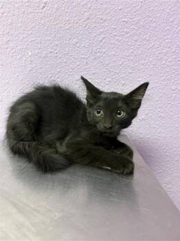 Mark Twain -  Domestic Long Hair Cat for Adoption in El Paso, Texas - Mark Twain | PetCurious