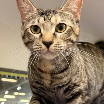 Ashley -  Domestic Short Hair Cat for Adoption in Temecula, California - Ashley | PetCurious