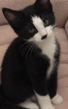 Edward & Rosalie -kittens bonded -  Domestic Short Hair Cat for Adoption in Enfield, Connecticut - Edward & Rosalie -kittens Bonded | PetCurious