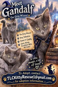 GANDOLF -  Nebelung and Russian Blue Cat for Adoption in Escalon, California - GANDOLF | PetCurious