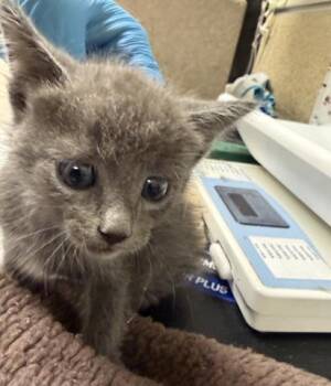 SILVER -  Domestic Short Hair Cat for Adoption in Riverside, California - SILVER | PetCurious