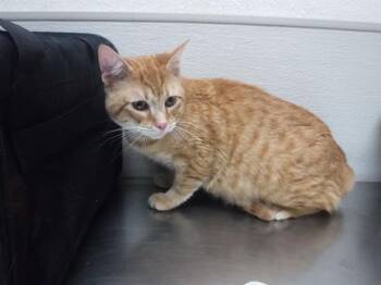 Domestic Short Hair Cats Available for Adoption in Oroville, California - OTTO | PetCurious