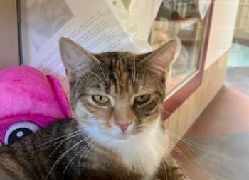 BRIANNA -  Domestic Short Hair Cat for Adoption in Springfield, Massachusetts - BRIANNA | PetCurious