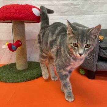 Rescue Domestic Short Hair Cats for Adoption in Red Wing, Minnesota - Stabler | PetCurious