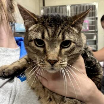 BOLTER -  Domestic Short Hair Cat for Adoption in Pensacola, Florida - BOLTER | PetCurious