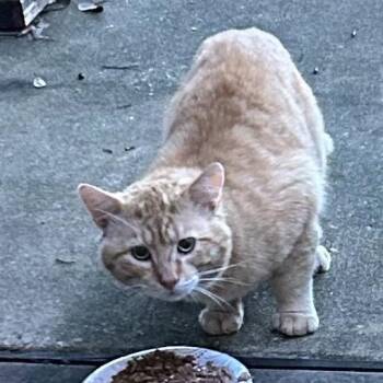 Cheddar Bob -  Domestic Short Hair Cat for Adoption in League City, Texas - Cheddar Bob | PetCurious