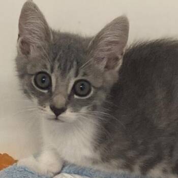 Domestic Short Hair Cats Available for Adoption in Ocean Isle Beach, North Carolina - Nick | PetCurious