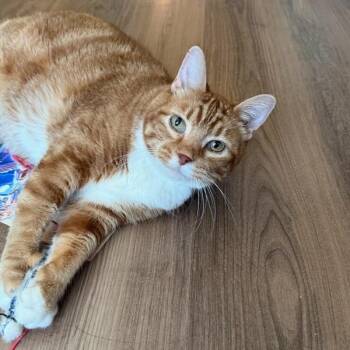 Deep Dish Pizza -  Domestic Short Hair Cat for Adoption in Murray, Utah - Deep Dish Pizza | PetCurious