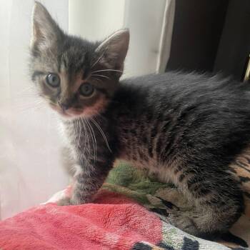 Rescue Domestic Short Hair Cats for Adoption in Jackson, Minnesota - Didi | PetCurious