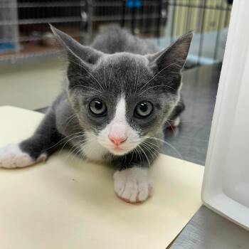 Socks 26-07-034 -  Domestic Short Hair Cat for Adoption in Bastrop, Texas - Socks 26-07-034 | PetCurious