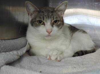 Domestic Short Hair Cats Available for Adoption - ANGEL | PetCurious