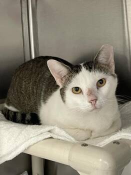 Fishington -  Domestic Short Hair Cat for Adoption in Roanoke, Virginia - Fishington | PetCurious