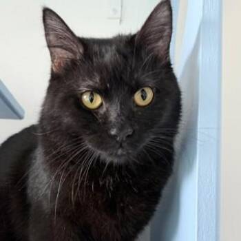 Rescue Domestic Medium Hair Cats for Adoption in Ithaca, New York - Bonnie | PetCurious