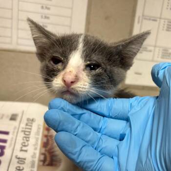 Squirtle -  Domestic Short Hair Cat for Adoption in Yuma, Arizona - Squirtle | PetCurious