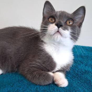 Percy -  Domestic Short Hair Cat for Adoption in Belmont, New York - Percy | PetCurious