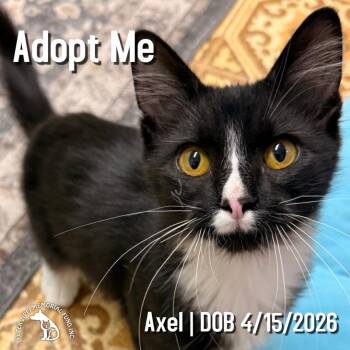 Axel -  Tuxedo and Domestic Medium Hair Cat for Adoption in Hermosa Beach, California - Axel | PetCurious