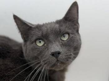 Cash -  Domestic Short Hair Cat for Adoption in Portland, Oregon - Cash | PetCurious