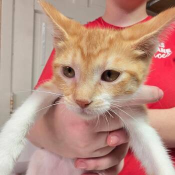 Creamsicle -  Domestic Short Hair Cat for Adoption in Leander, Texas - Creamsicle | PetCurious