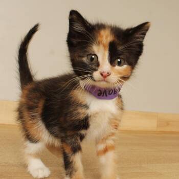 Agave C71566 -  Domestic Short Hair Cat for Adoption in Minnetonka, Minnesota - Agave C71566 | PetCurious