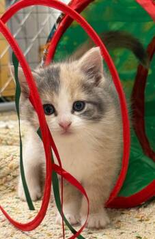 Domestic Short Hair and Calico Cats Available for Adoption in Williamsburg, Iowa - Aurora (Available 5/29/26) | PetCurious