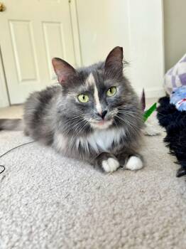 Silver -  Domestic Long Hair Cat for Adoption in Elk Grove, California - Silver | PetCurious