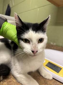 VICKIE -  Domestic Short Hair Cat for Adoption in Indianapolis, Indiana - VICKIE | PetCurious