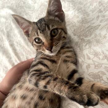 Luma -  Domestic Short Hair Cat for Adoption in Los Angeles, California - Luma | PetCurious