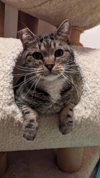 Tabby Cats Available for Adoption - Mystery | PetCurious