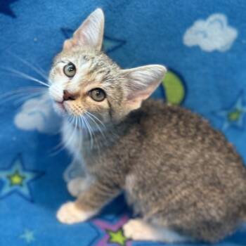 Bass -  Domestic Short Hair Cat for Adoption in Matteson, Illinois - Bass | PetCurious