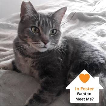 Domestic Short Hair Cats Available for Adoption - Dovey | PetCurious