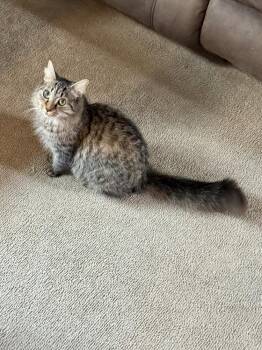 Charlie WM -  Maine Coon Cat for Adoption in Greenville, South Carolina - Charlie WM | PetCurious