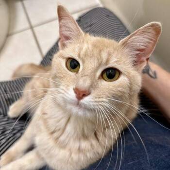 Sandra -  Tabby and Domestic Short Hair Cat for Adoption in Knoxville, Tennessee - Sandra | PetCurious
