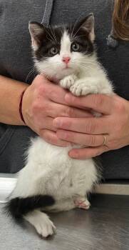 Rescue Domestic Short Hair Cats for Adoption in Christiansburg, Virginia - Mackinaw | PetCurious