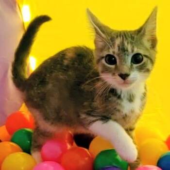 Delilah -  Dilute Calico and Tabby Cat for Adoption in Maple Shade, New Jersey - Delilah | PetCurious