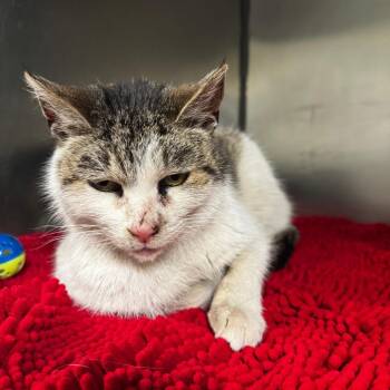 Domestic Short Hair Cats Available for Adoption in South Haven, Michigan - Mayo | PetCurious
