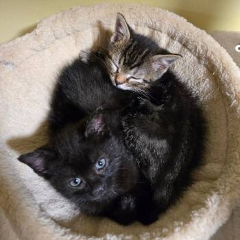 Crossley -  Domestic Short Hair Cat for Adoption in Wilmington, Delaware - Crossley | PetCurious