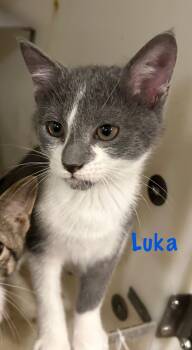 Rescue Domestic Short Hair Cats for Adoption in Breese, Illinois - Luka | PetCurious