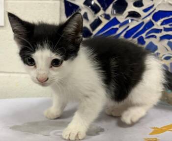 Domestic Short Hair Cats Available for Adoption in Pensacola, Florida - FOGGY NELSON | PetCurious
