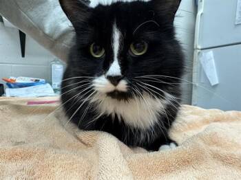 Domestic Long Hair Cats Available for Adoption - GLIDER | PetCurious