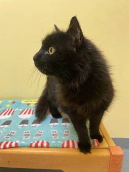 Domestic Medium Hair and Retriever Cats Available for Adoption in Trenton, Maine - Samuel | PetCurious