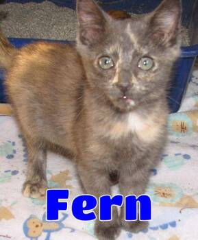 5487 Fern -  Dilute Tortoiseshell Cat for Adoption in Lawrenceburg, Kentucky - 5487 Fern | PetCurious