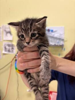 Travel Pro -  Domestic Short Hair Cat for Adoption in Cincinnati, Ohio - Travel Pro | PetCurious