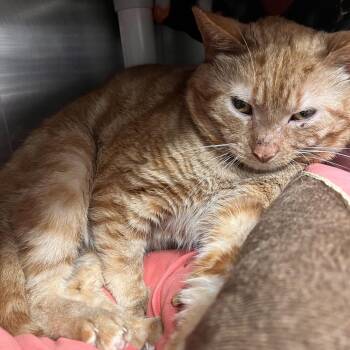 Domestic Short Hair Cats Available for Adoption in Mentor, Ohio - U.S. History | PetCurious