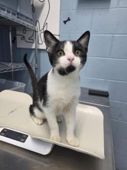 Rescue Domestic Short Hair Cats for Adoption in Evansville, Indiana - Moo | PetCurious