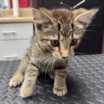 Dean -  Domestic Short Hair Cat for Adoption in Madisonville, Kentucky - Dean | PetCurious