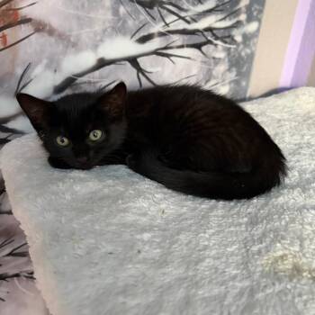Voodoo -  Domestic Medium Hair Cat for Adoption in Pleasanton, California - Voodoo | PetCurious