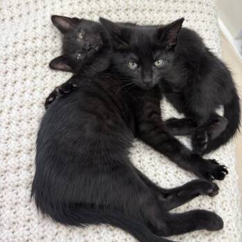 Milo -  Domestic Short Hair Cat Available for Adoption in Cumming, Georgia - Milo | PetCurious
