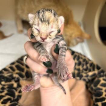 Mea -  Domestic Short Hair Cat for Adoption in Tempe, Arizona - Mea | PetCurious