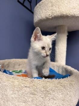 Benji -  Domestic Short Hair Cat for Adoption in Belton, Missouri - Benji | PetCurious
