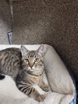 Leonardo Di Catrio -  Domestic Short Hair Cat for Adoption in Jackson, Tennessee - Leonardo Di Catrio | PetCurious